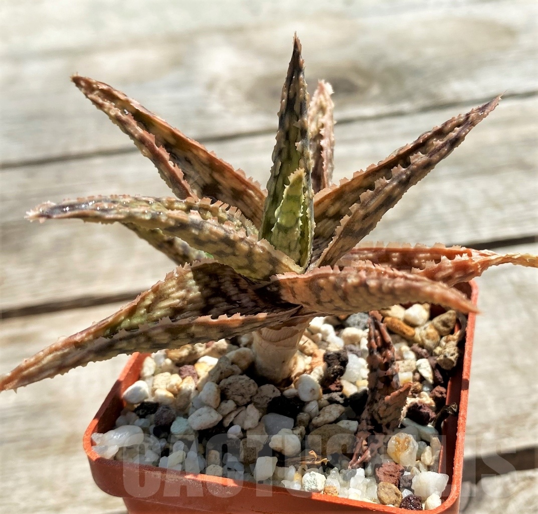 SHPR12210 Aloe hybrid - Obrázek 3