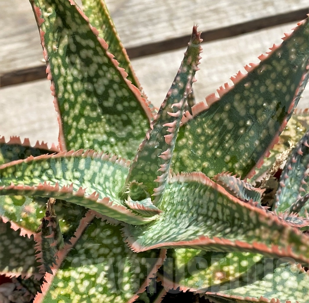 SHPR12212 Aloe 'Vito' x ?