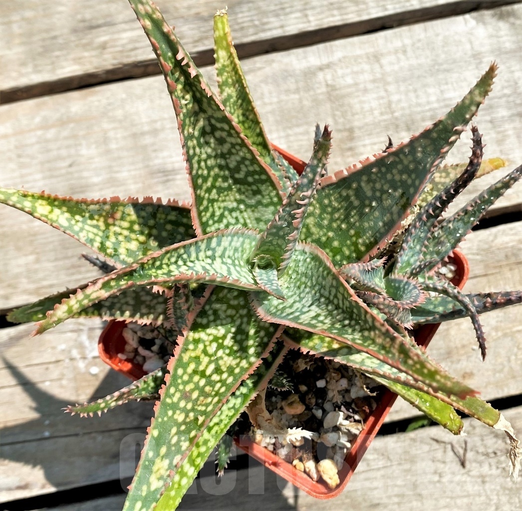 SHPR12212 Aloe 'Vito' x ? - Image 2