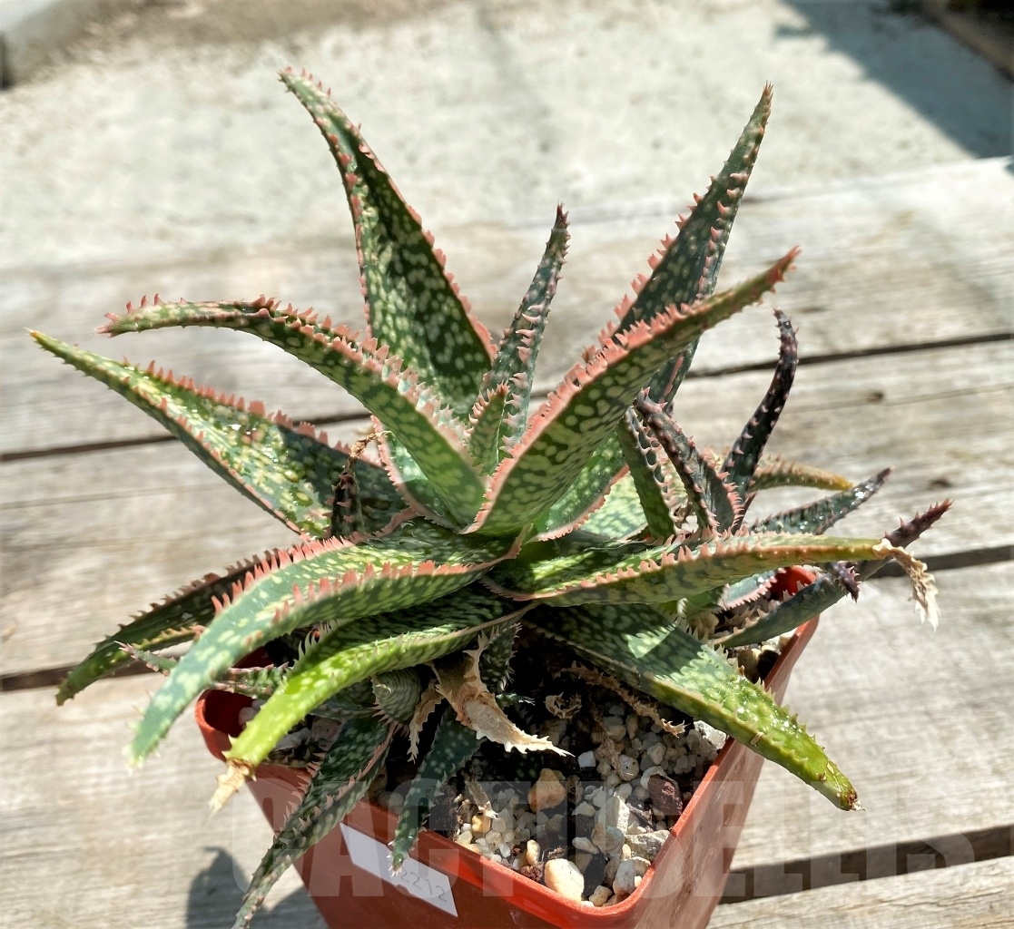 SHPR12212 Aloe 'Vito' x ? - Image 3