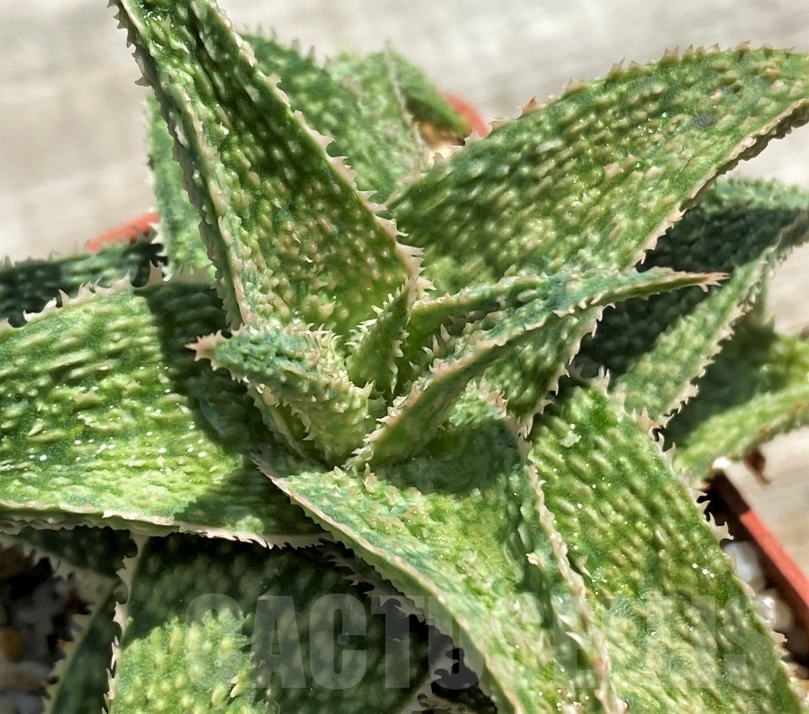 SHPR12213 Aloe hybrid - Image 2