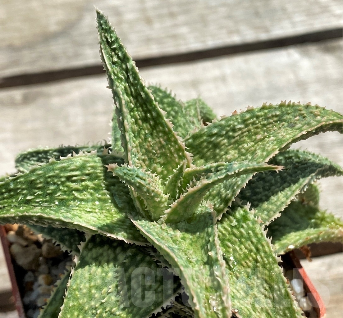 SHPR12213 Aloe hybrid - Image 3