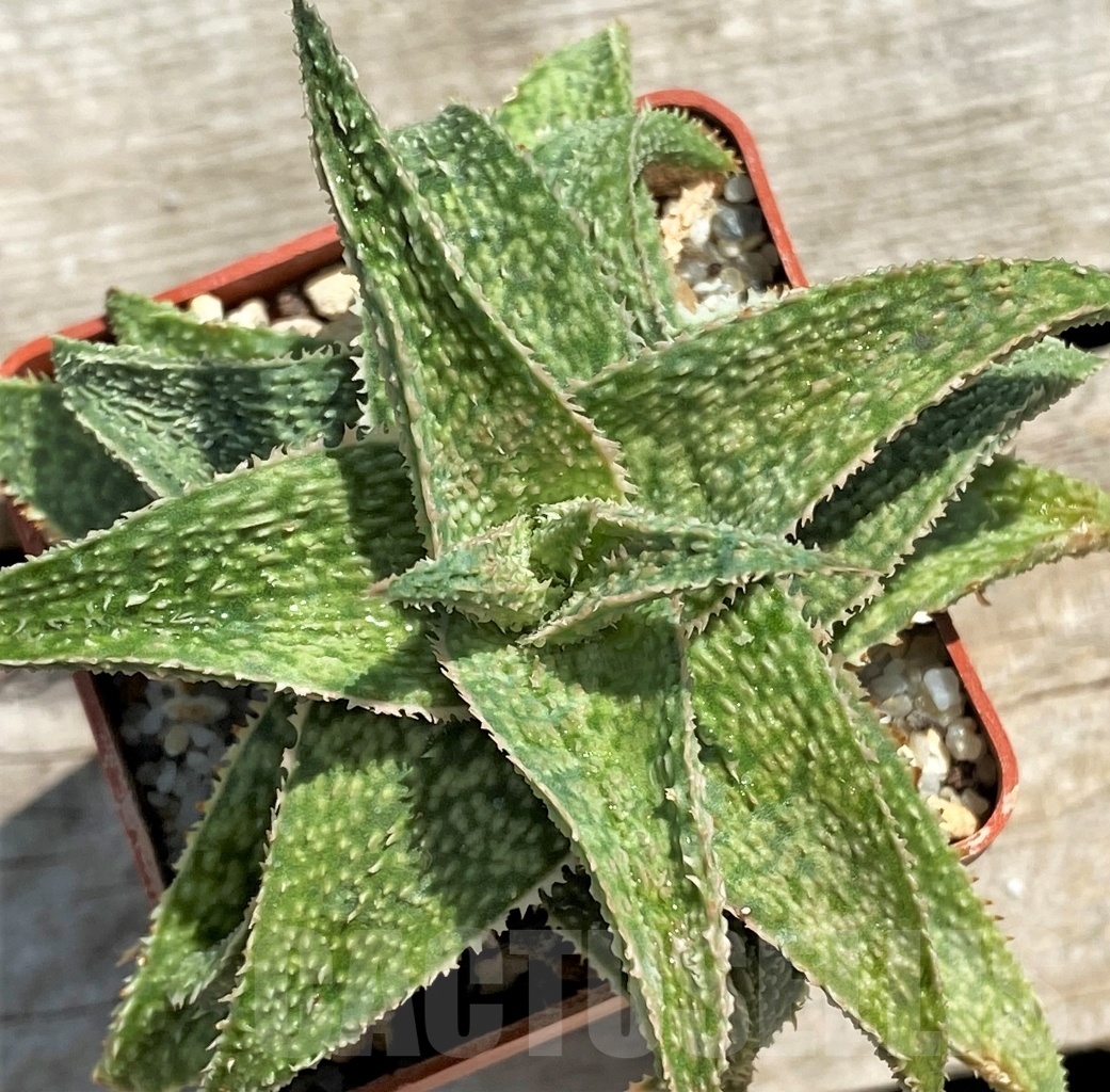 SHPR12213 Aloe hybrid