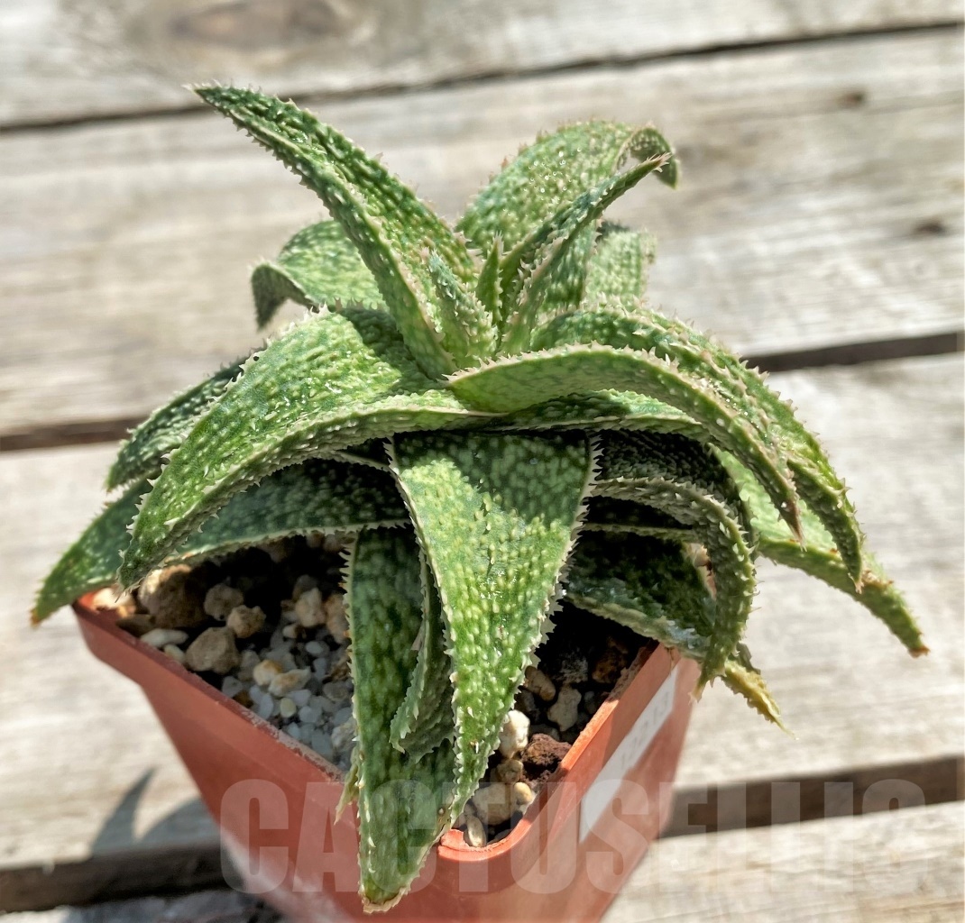 SHPR12213 Aloe hybrid - Image 4