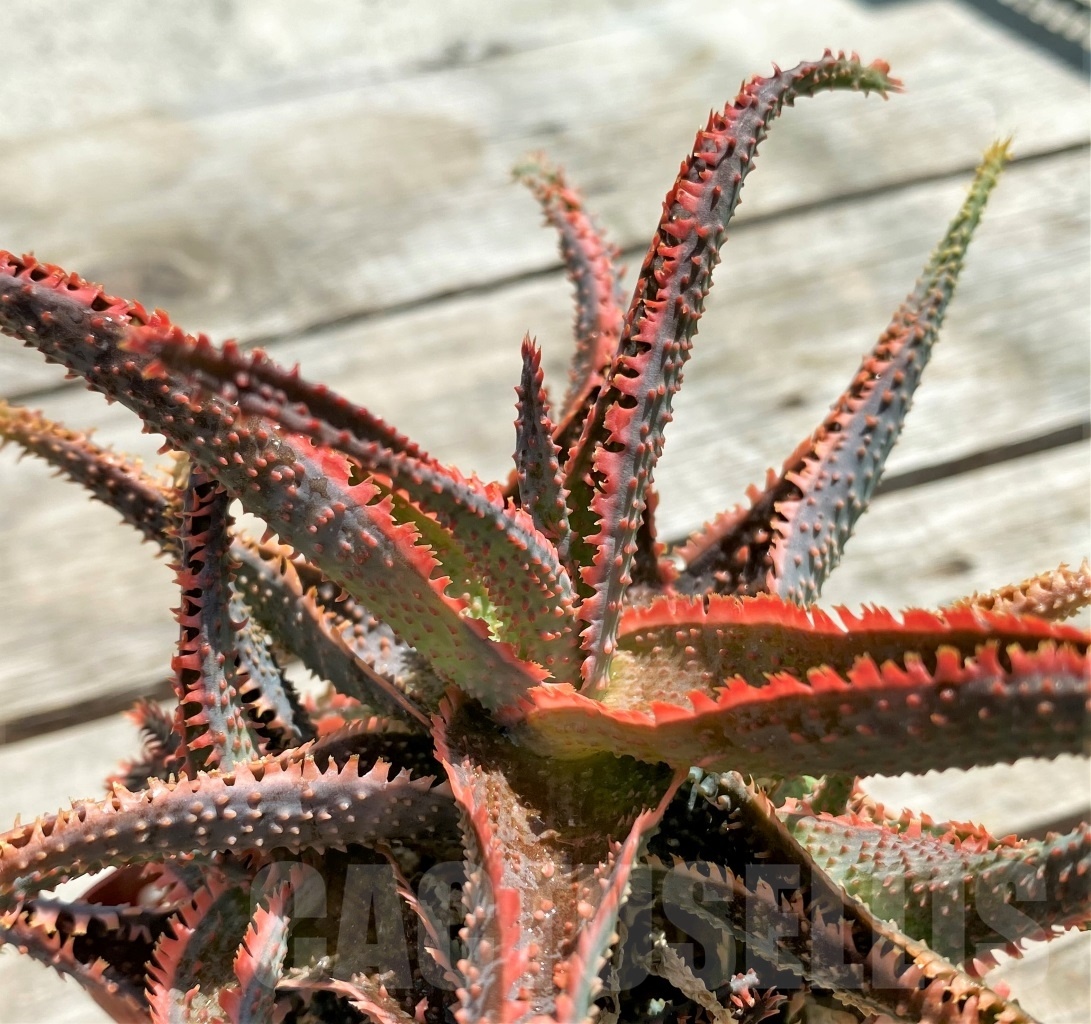 SHPR12214 Aloe 'Vito' x ? – Image 2