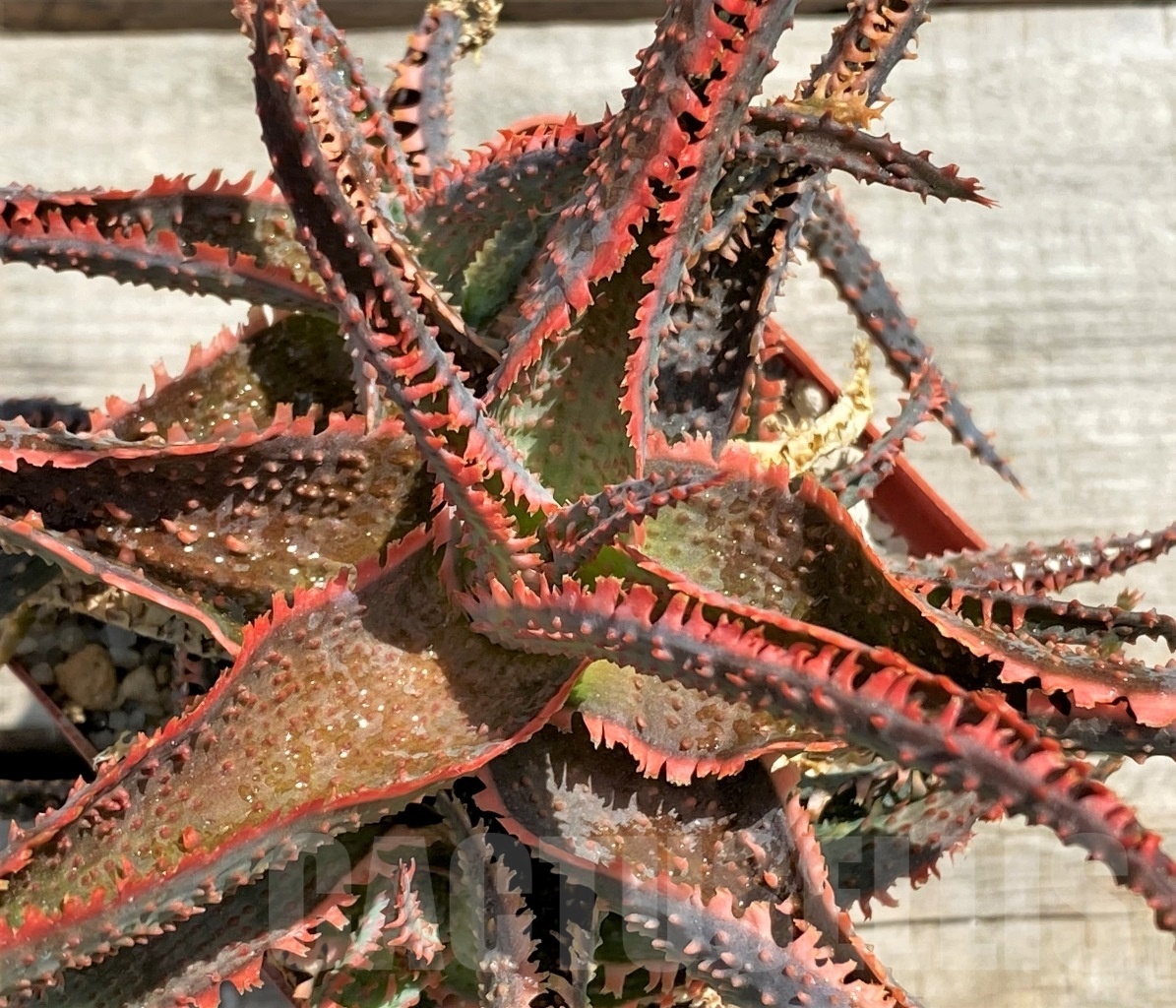 SHPR12214 Aloe 'Vito' x ?