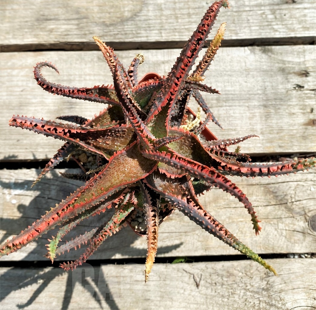 SHPR12214 Aloe 'Vito' x ? – Image 3