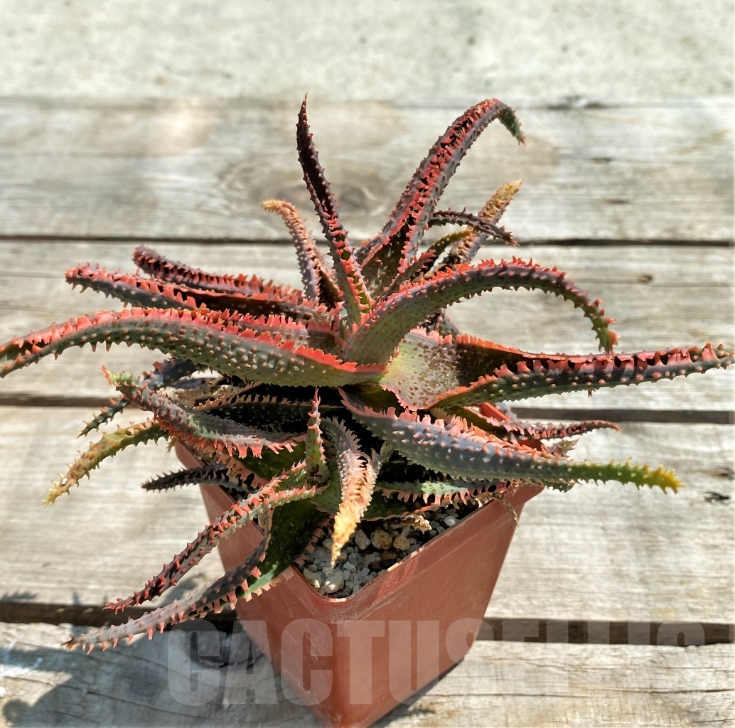 SHPR12214 Aloe 'Vito' x ? – Image 4