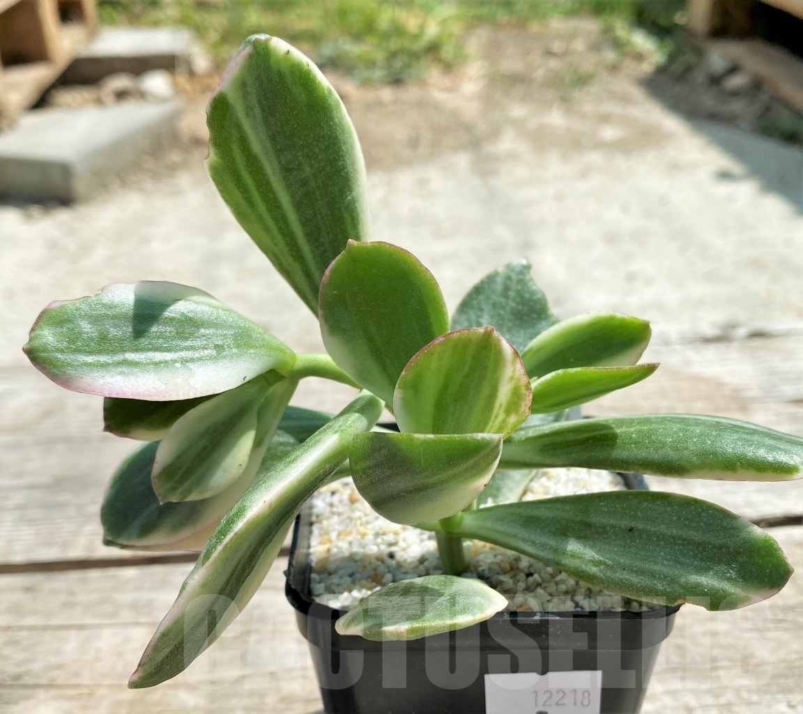 SHPR12218 Crassula ovata white variegated - Image 2