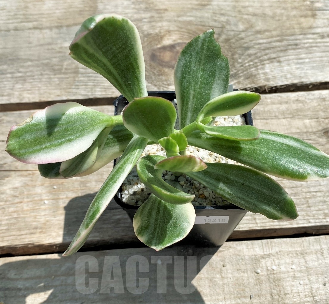 SHPR12218 Crassula ovata white variegated
