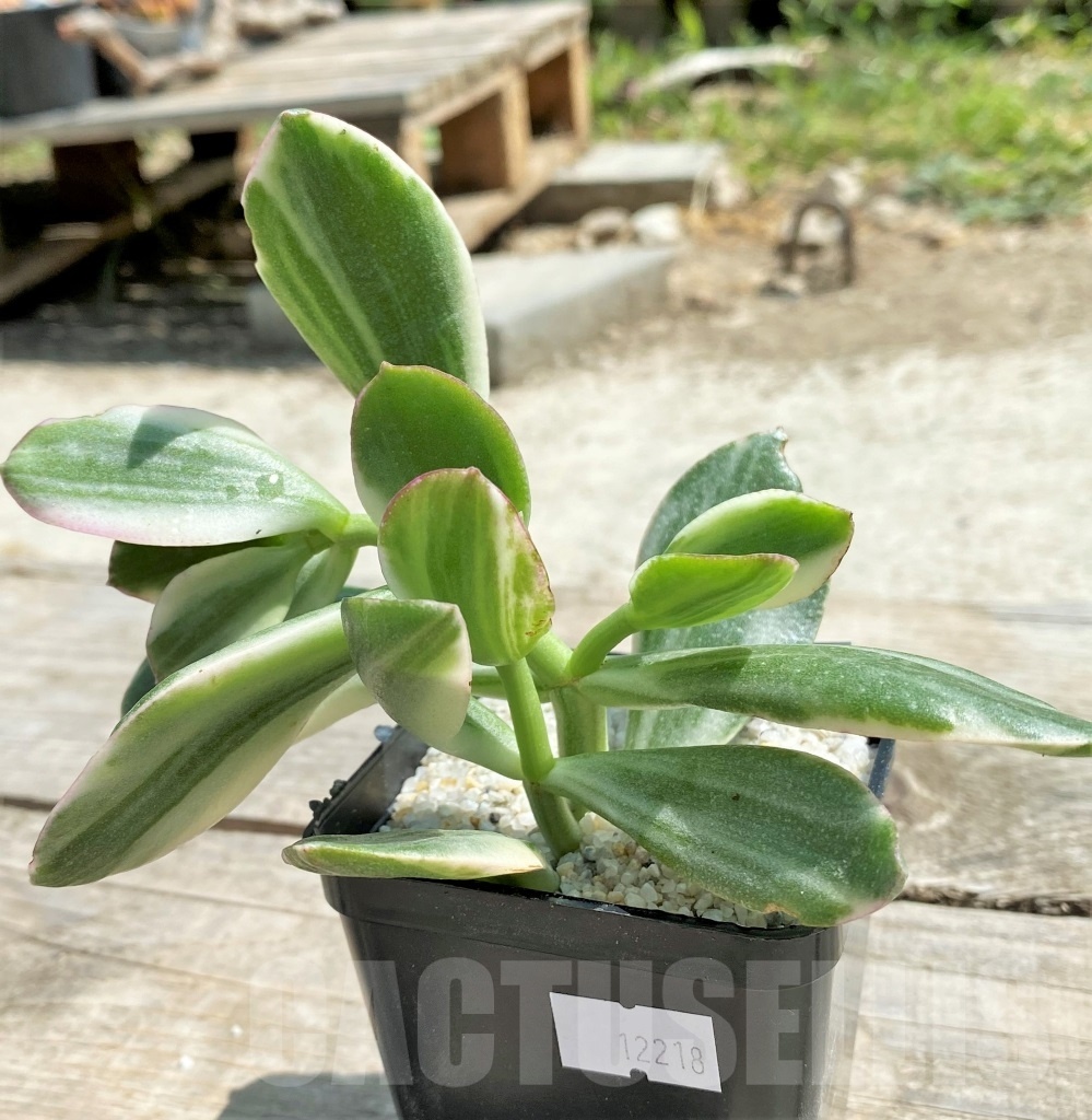 SHPR12218 Crassula ovata white variegated - Image 3
