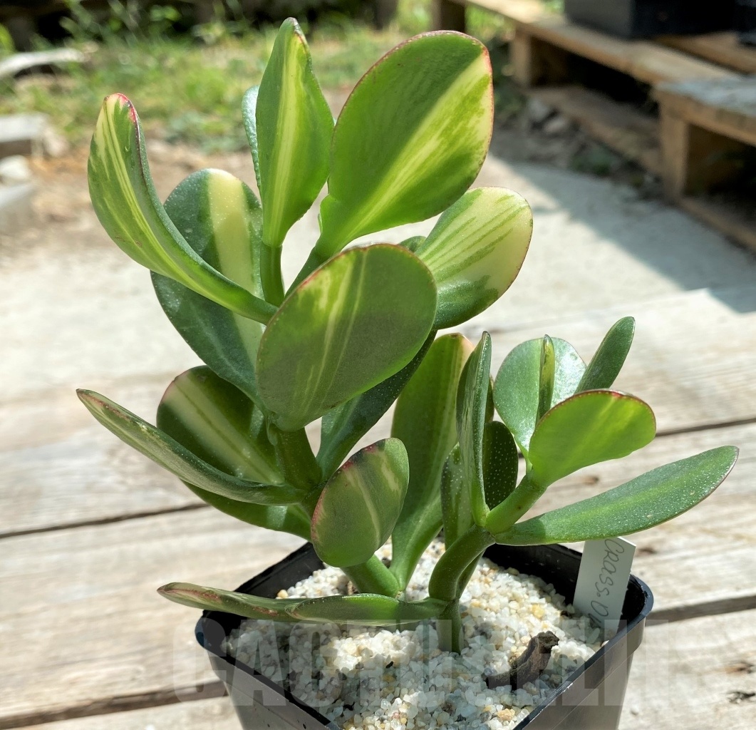 SHPR12219 Crassula ovata yellow variegated