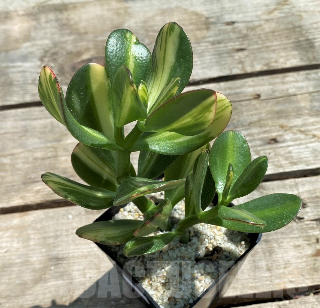 SHPR12219 Crassula ovata yellow variegated - immagine 2
