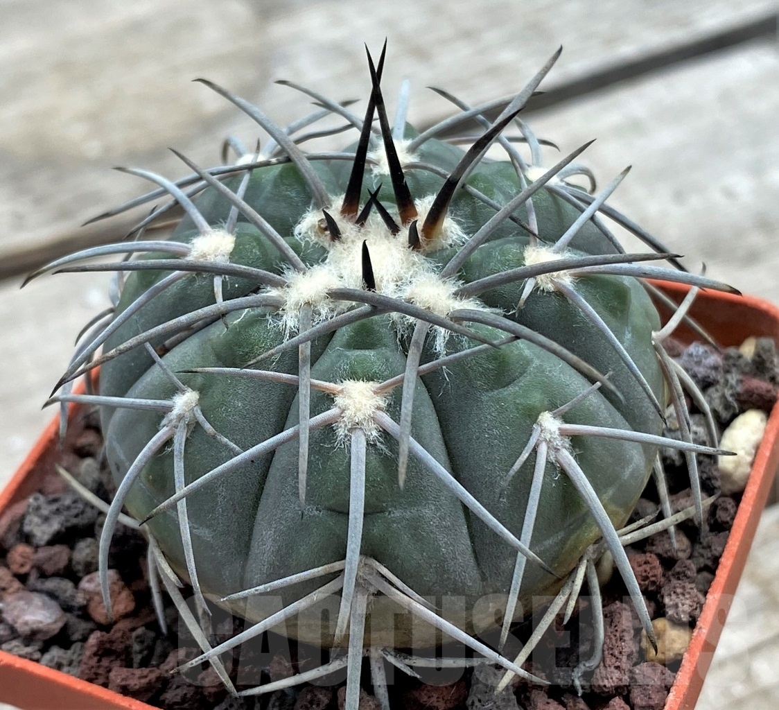 SHPR12226 Gymnocalycium spegazzinii