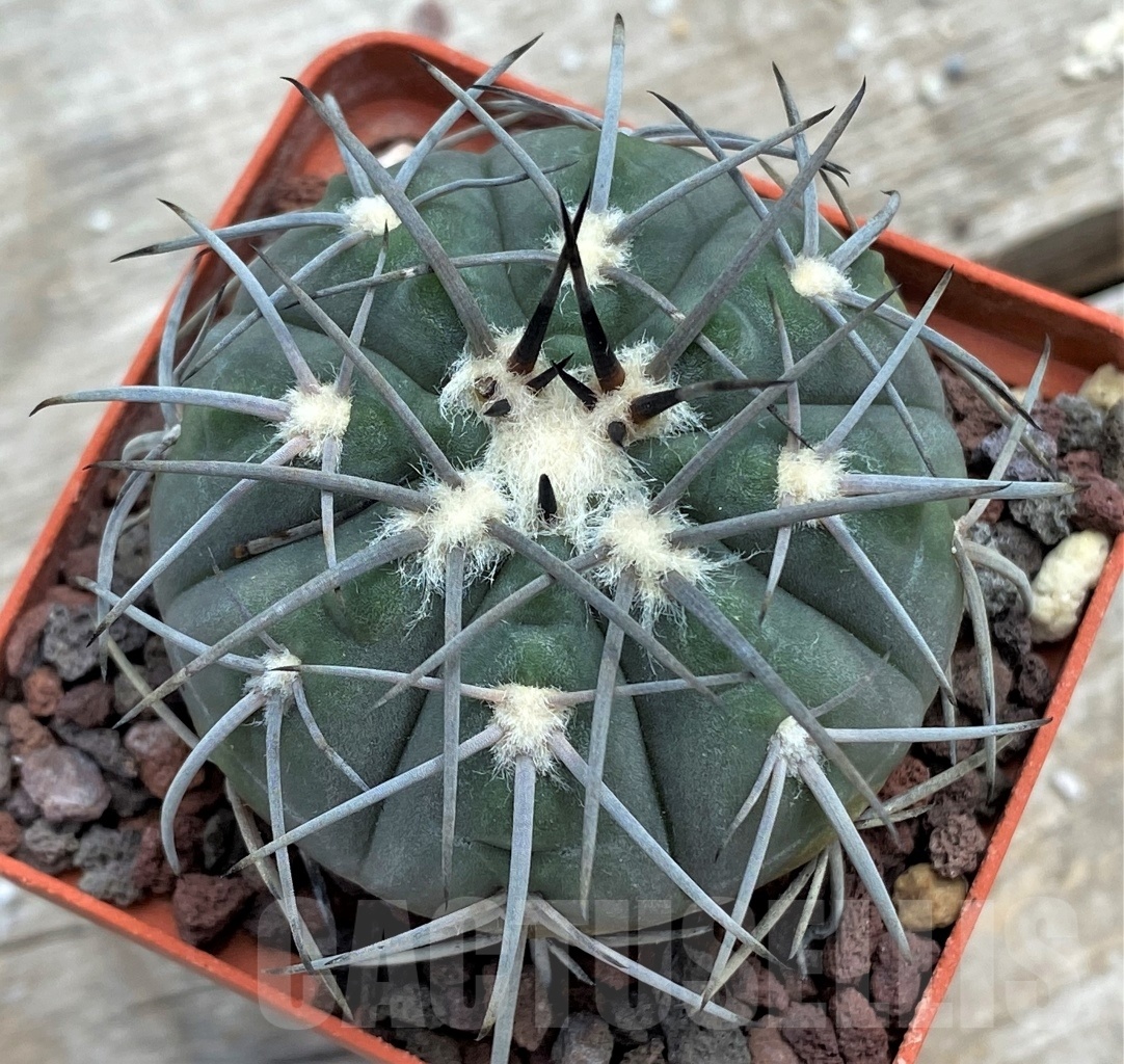 SHPR12226 Gymnocalycium spegazzinii - Image 2