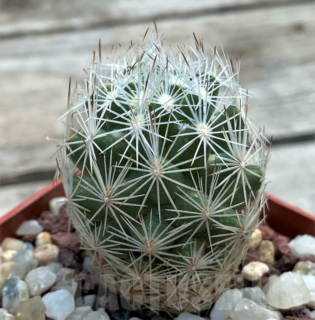 SHPR12227 Escobaria grata