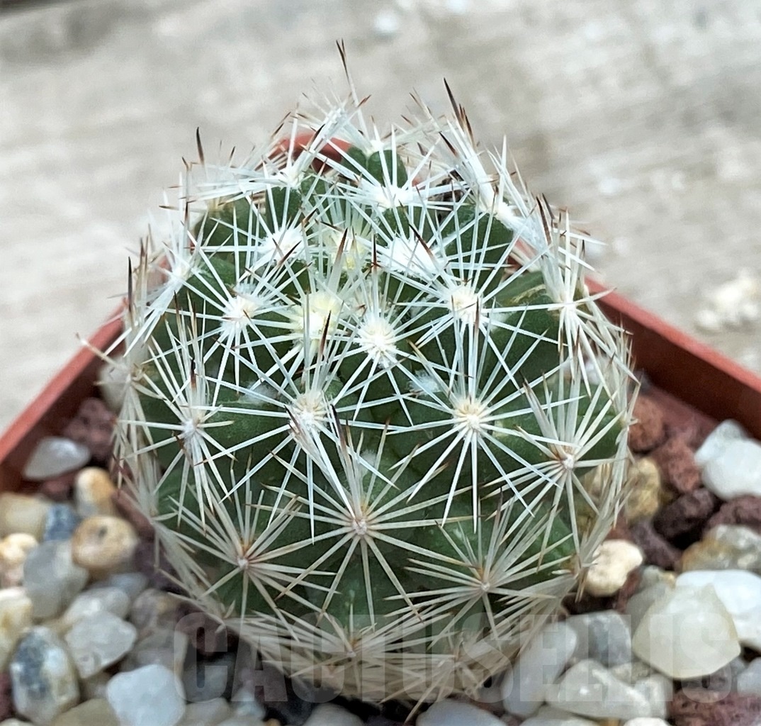 SHPR12227 Escobaria grata - Image 2