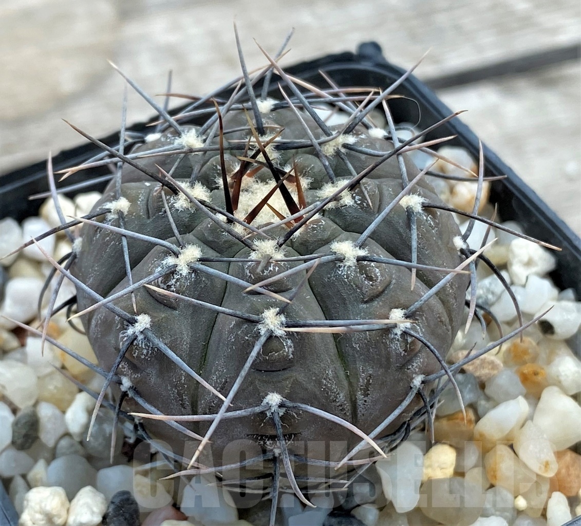 SHPR12228 Gymnocalycium esperanzae TOM 09/436/1