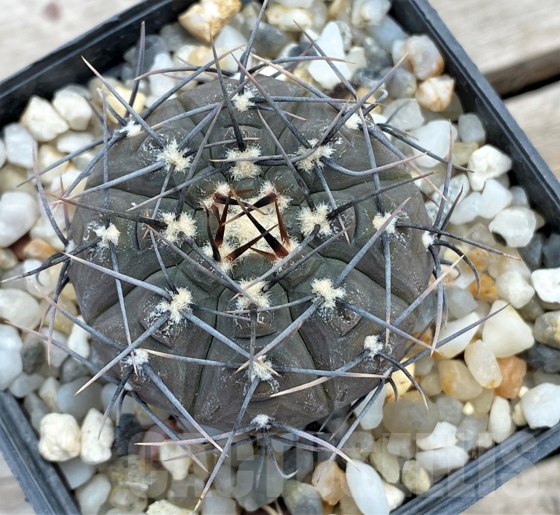 SHPR12228 Gymnocalycium esperanzae TOM 09/436/1 – Image 2