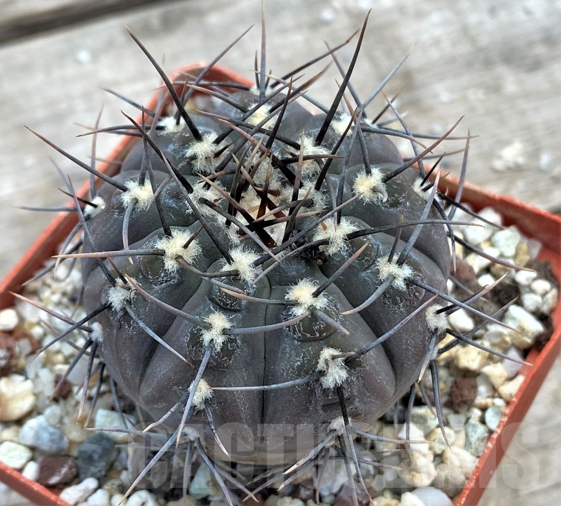 SHPR12229 Gymnocalycium esperanzae TOM 09/436/1
