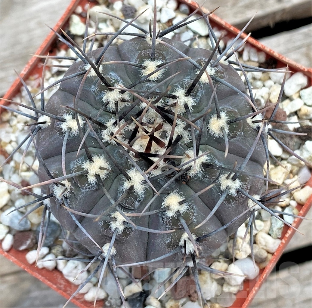 SHPR12229 Gymnocalycium esperanzae TOM 09/436/1 - Image 3