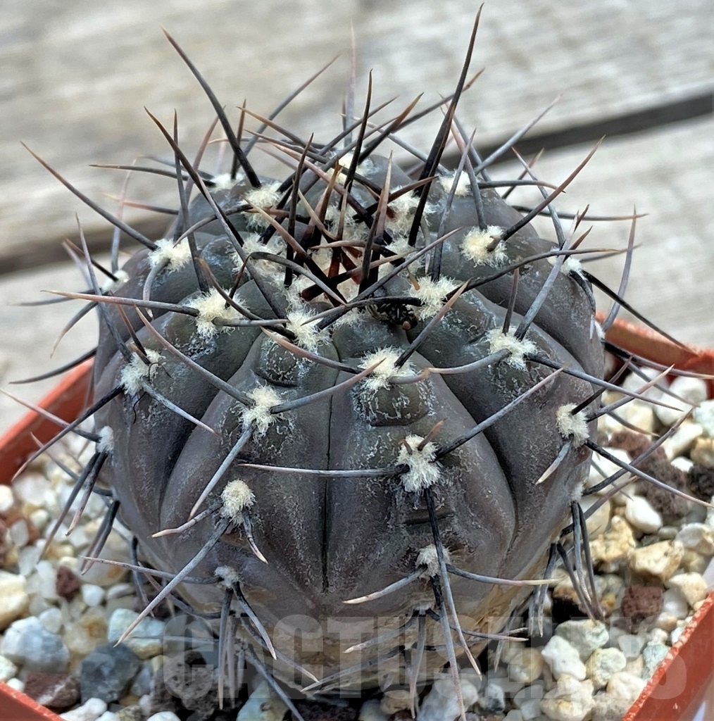 SHPR12229 Gymnocalycium esperanzae TOM 09/436/1 - Image 2