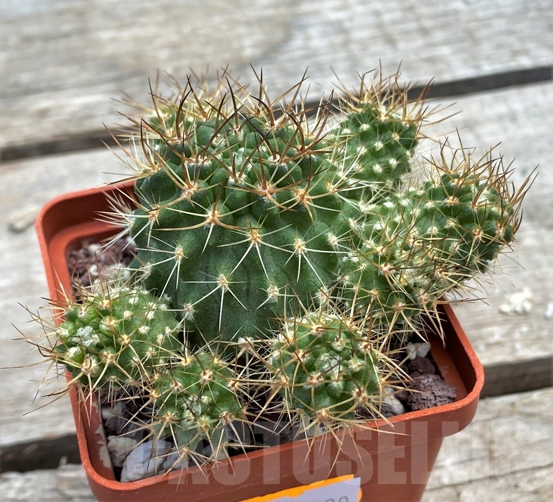 SHPR12230 Neoporteria eriosyzoides