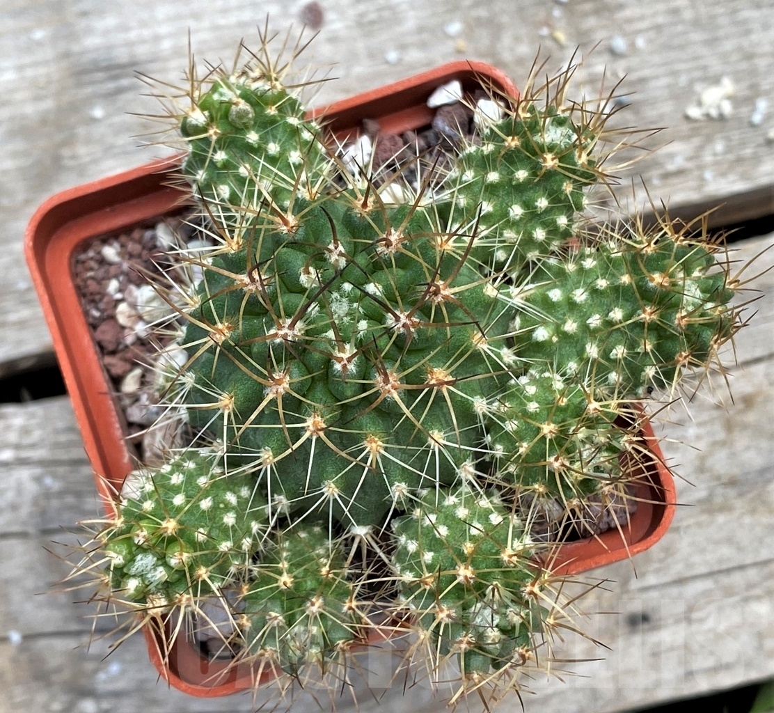 SHPR12230 Neoporteria eriosyzoides - Image 2