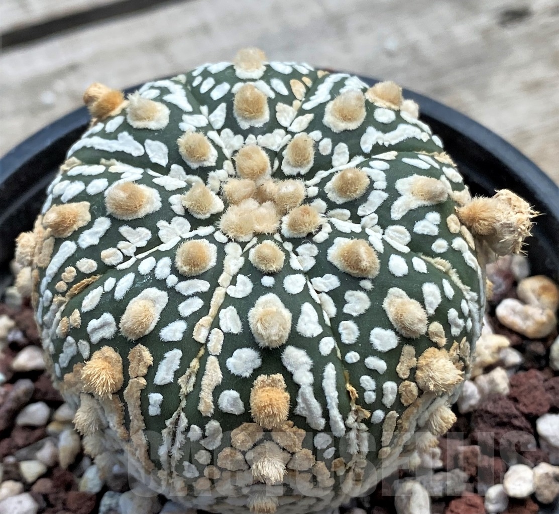 SHPR12233 Astrophytum asterias 'Super kabuto' hybrid - Obrázek 2