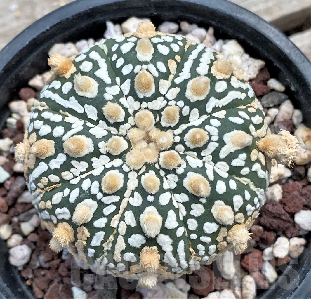 SHPR12233 Astrophytum asterias 'Super kabuto' hybrid
