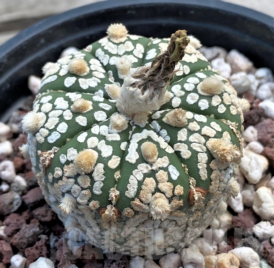 SHPR12234 Astrophytum asterias 'Super kabuto' hybrid - Image 2