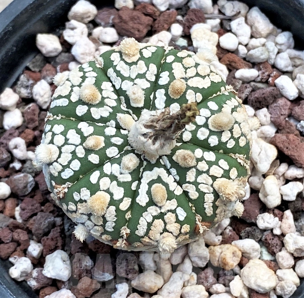 SHPR12234 Astrophytum asterias 'Super kabuto' hybrid