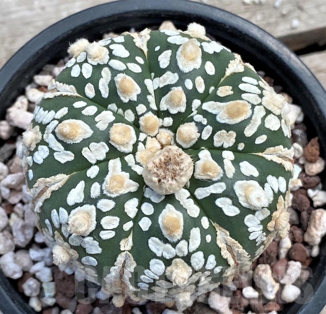 SHPR12235 Astrophytum asterias V-Type