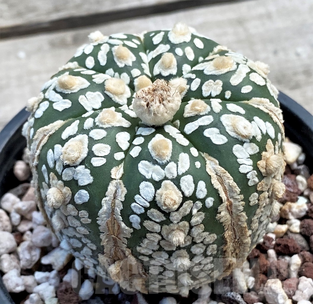 SHPR12235 Astrophytum asterias V-Type - Image 2