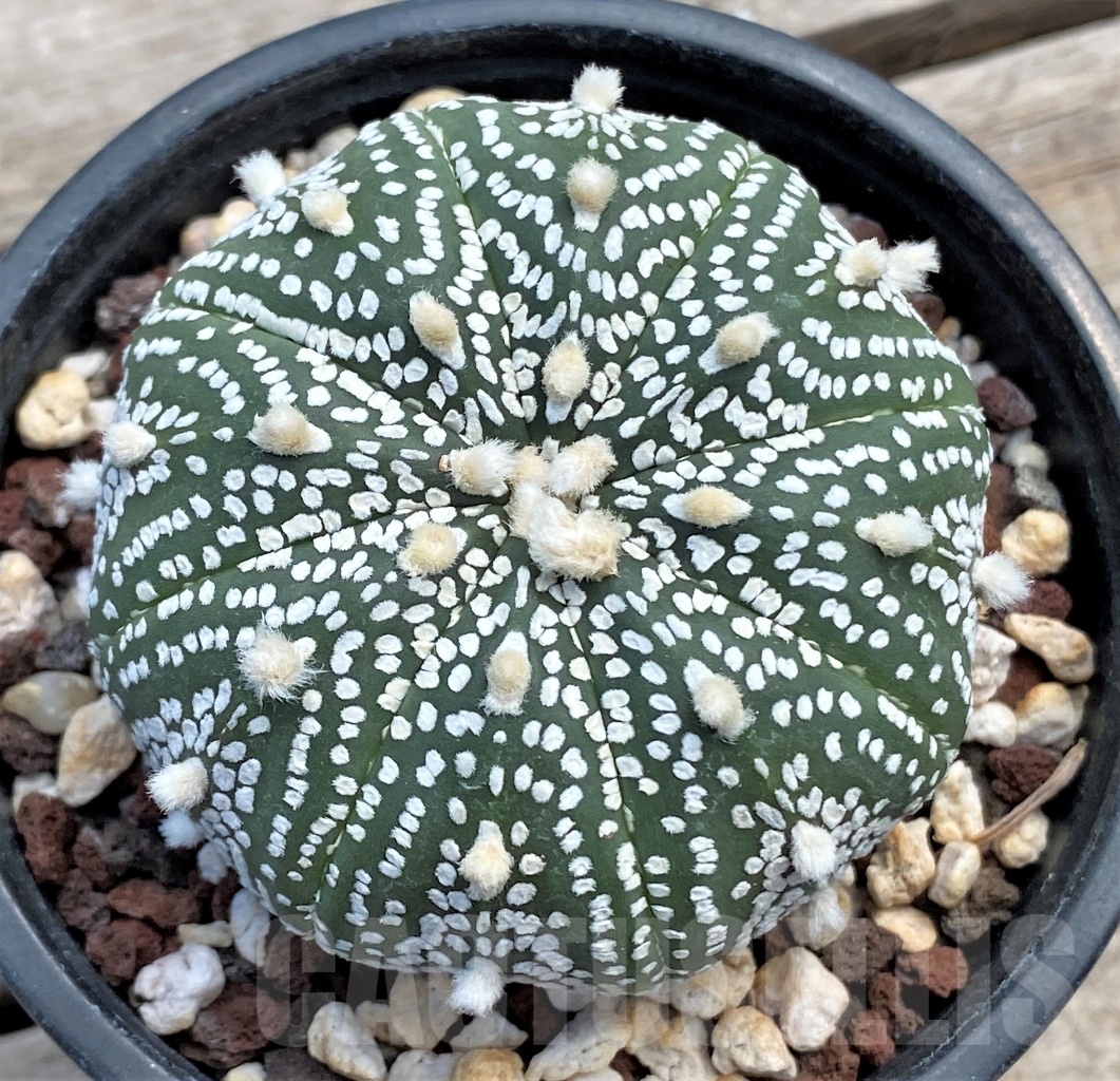 SHPR12236 Astrophytum asterias 'Super kabuto' hybrid