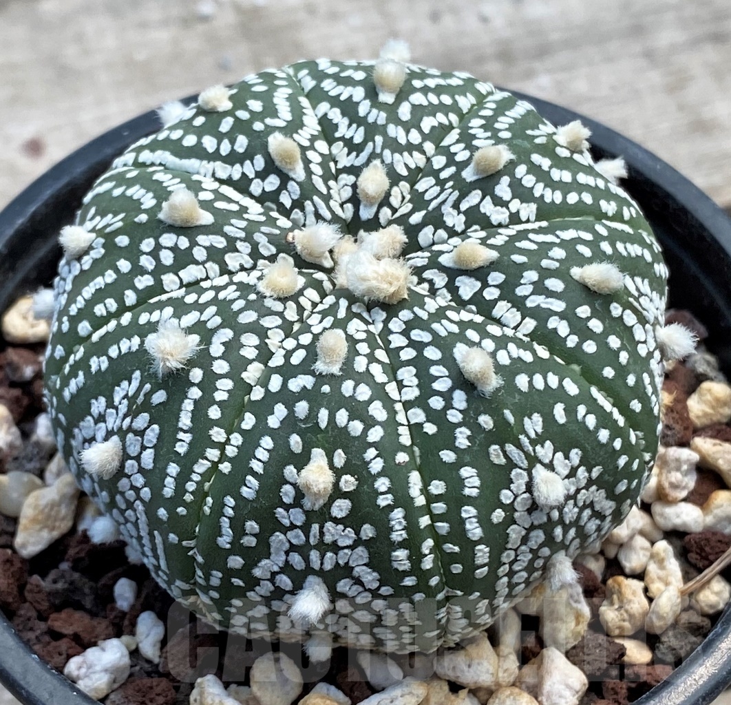 SHPR12236 Astrophytum asterias 'Super kabuto' hybrid - Image 2