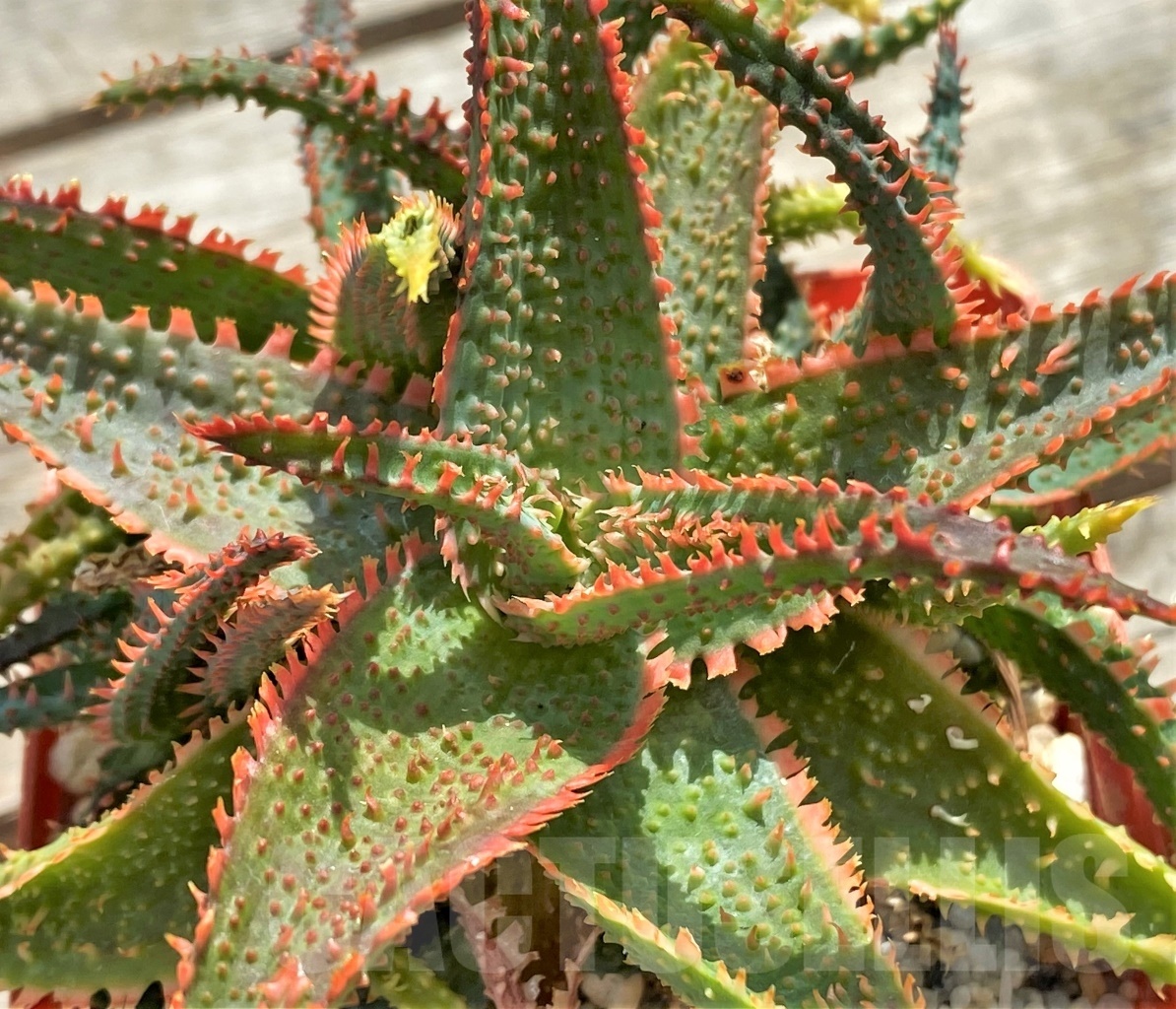 SHPR12241 Aloe 'Vito' x 'Christmas Carol'