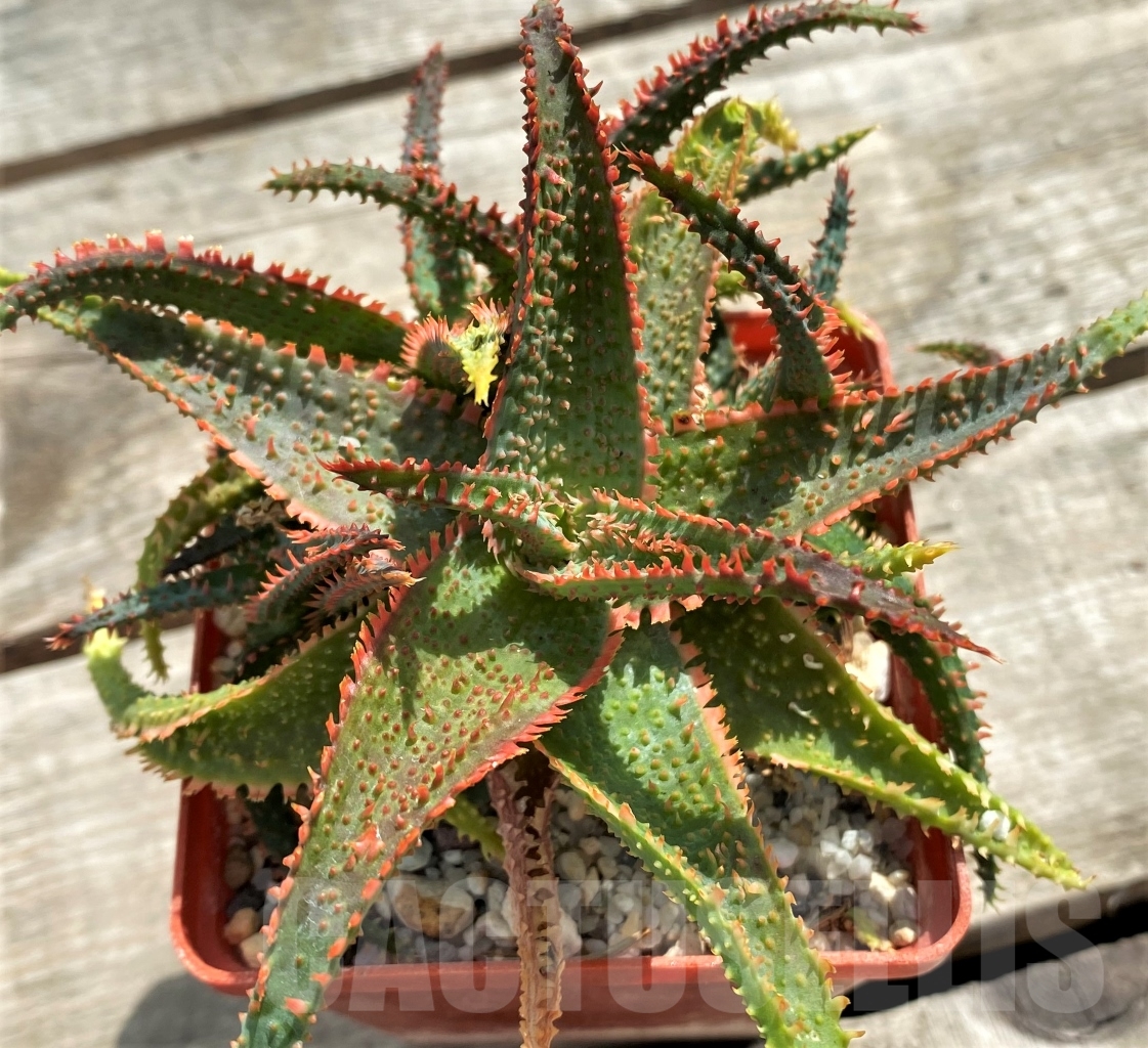 SHPR12241 Aloe 'Vito' x 'Christmas Carol' - immagine 3