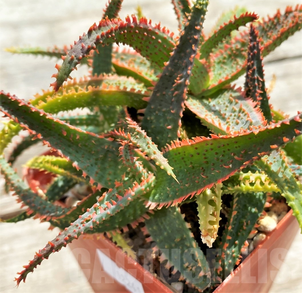 SHPR12241 Aloe 'Vito' x 'Christmas Carol' - immagine 2