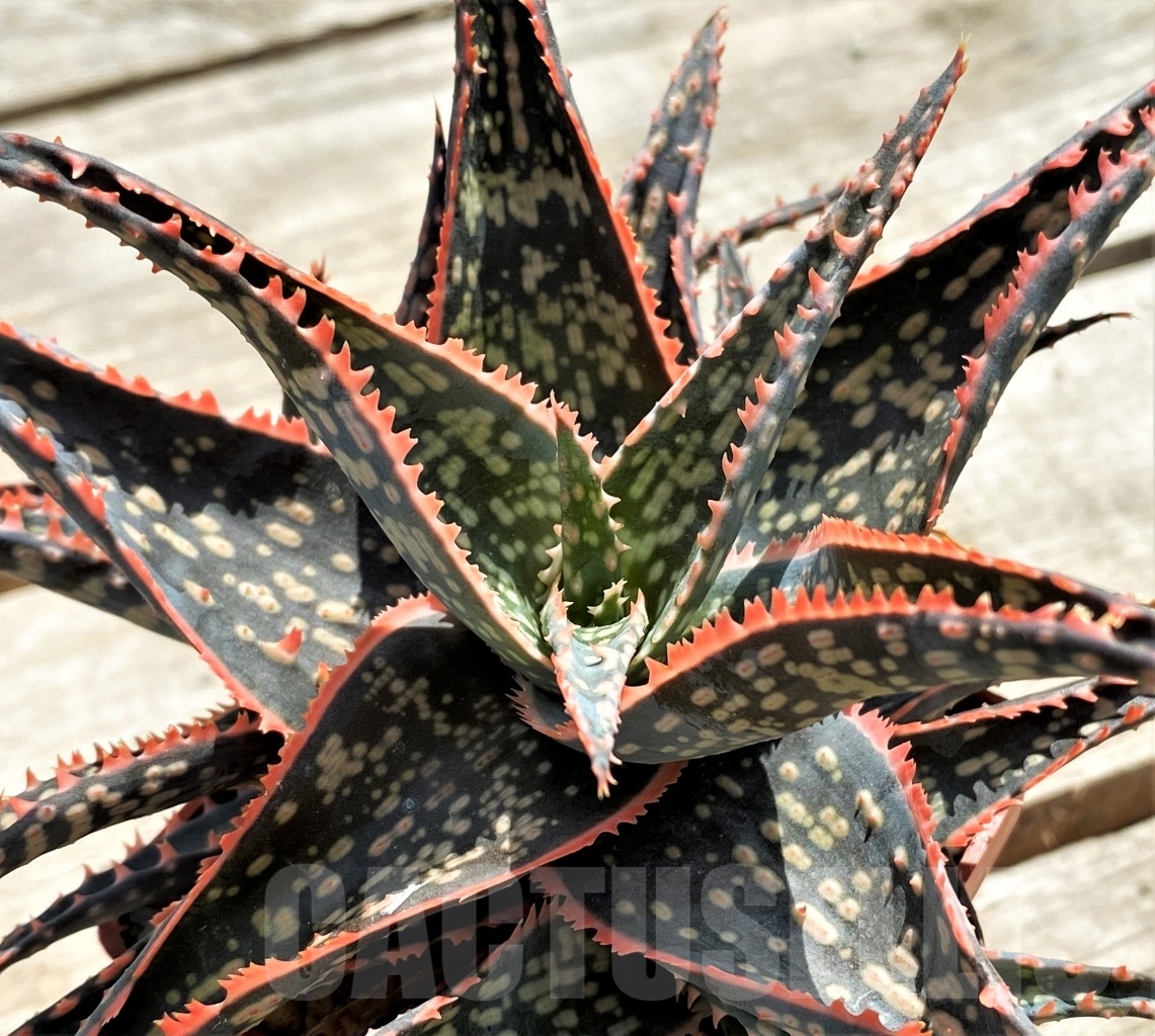 SHPR12244 Aloe 'Christmas Carol" x Aloe bakeri