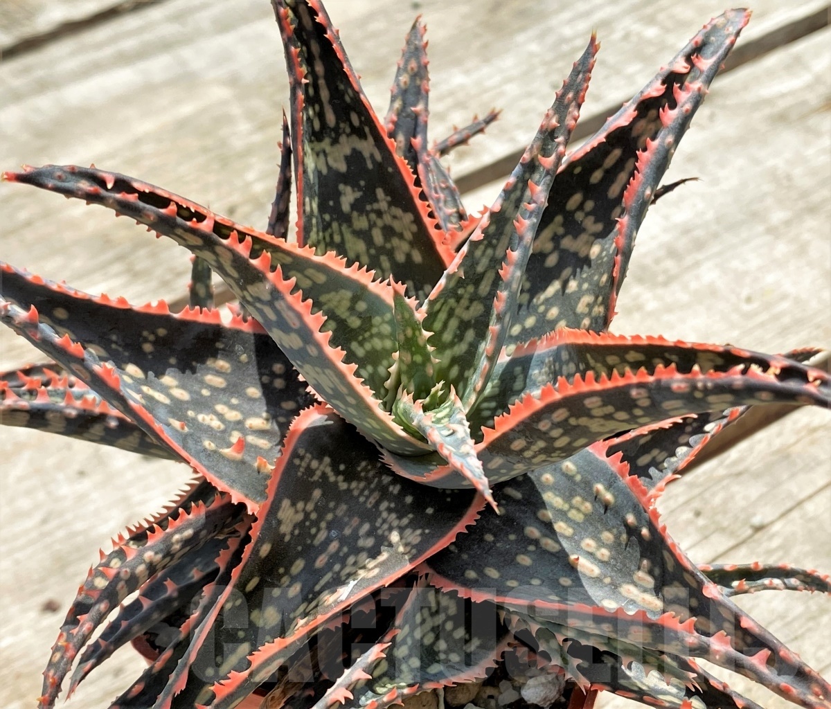 SHPR12244 Aloe 'Christmas Carol" x Aloe bakeri - Image 2