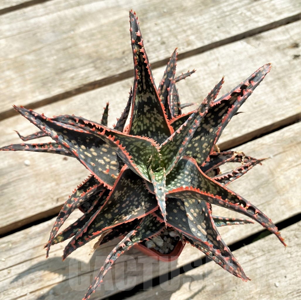 SHPR12244 Aloe 'Christmas Carol" x Aloe bakeri - Image 3