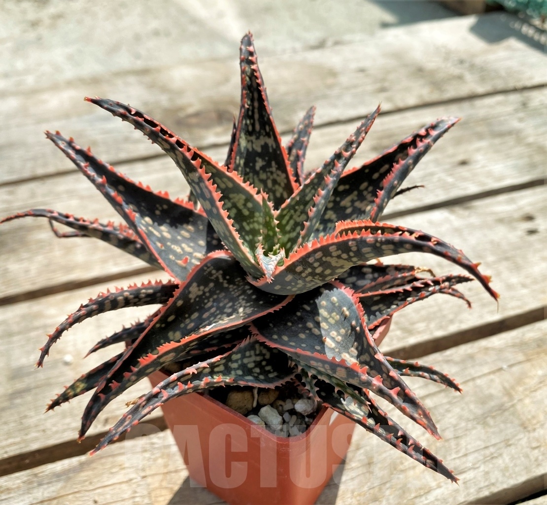 SHPR12244 Aloe 'Christmas Carol" x Aloe bakeri - Image 4