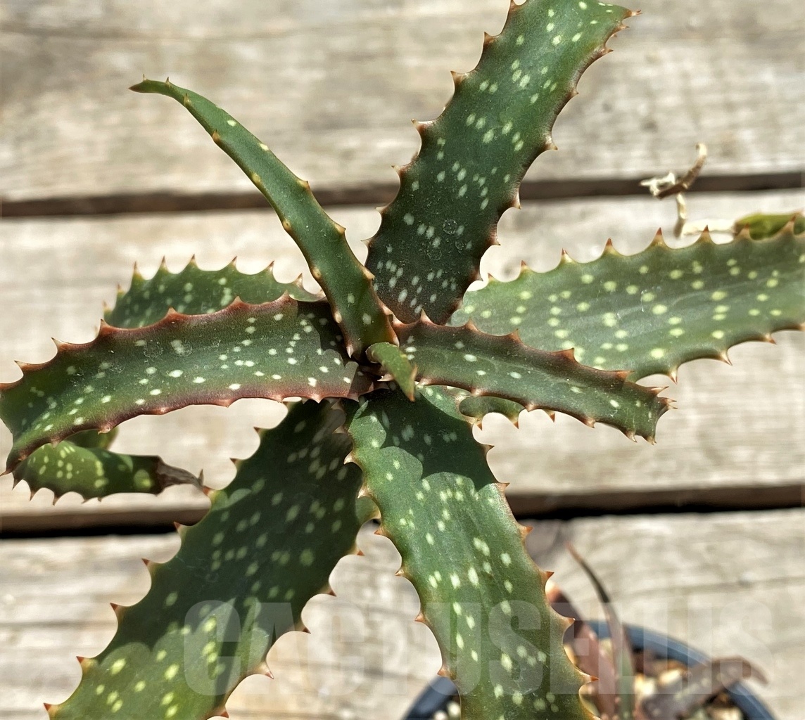 SHPR12246 Aloe catengiana - Image 2