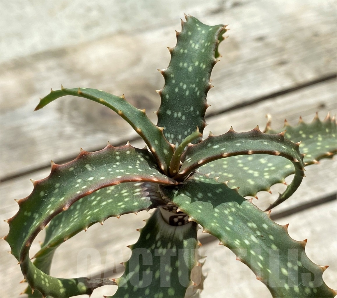 SHPR12246 Aloe catengiana