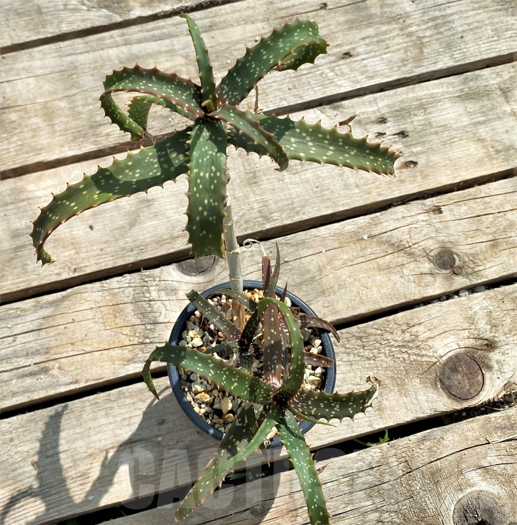 SHPR12246 Aloe catengiana - Image 3