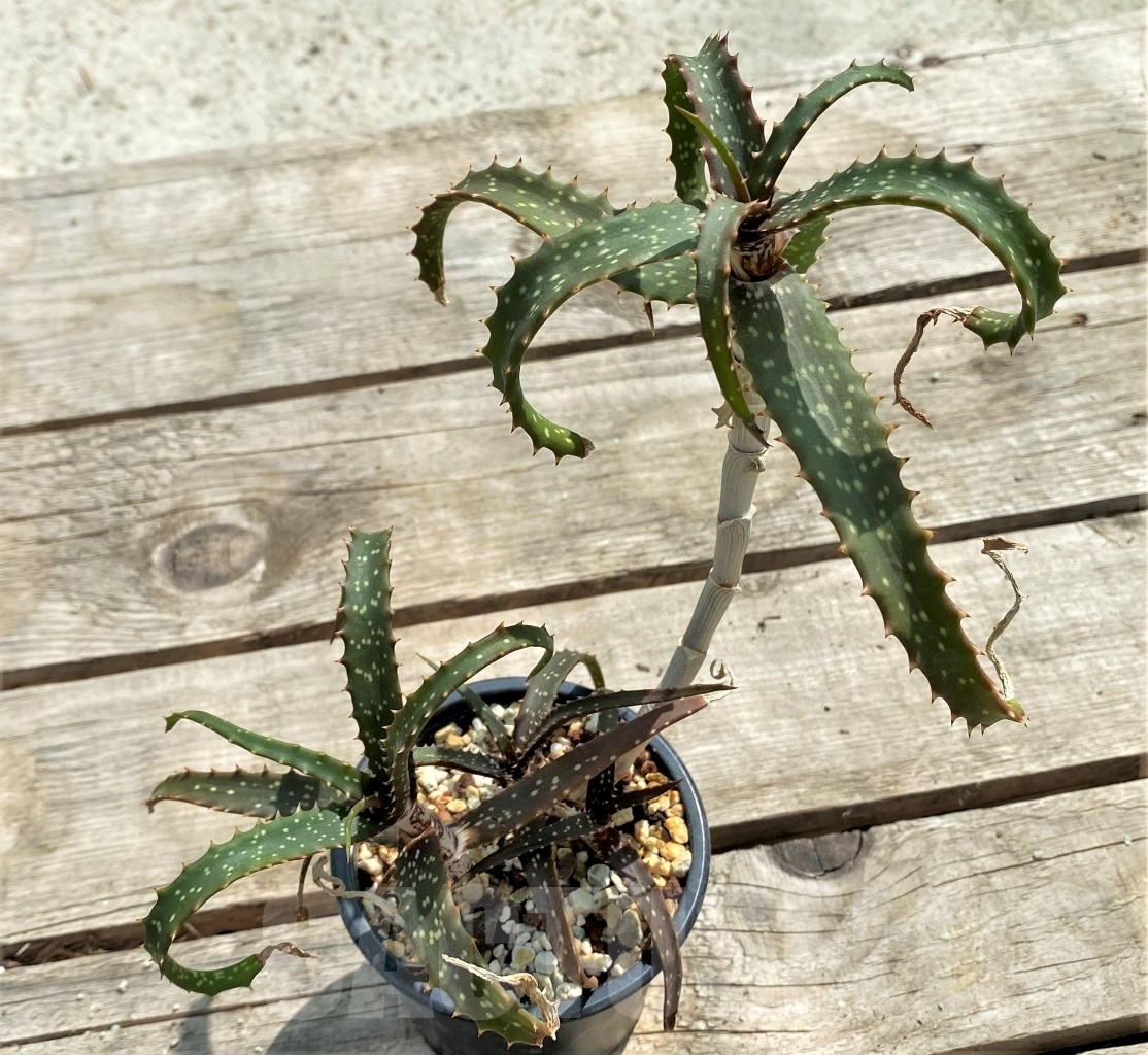 SHPR12246 Aloe catengiana - Image 4