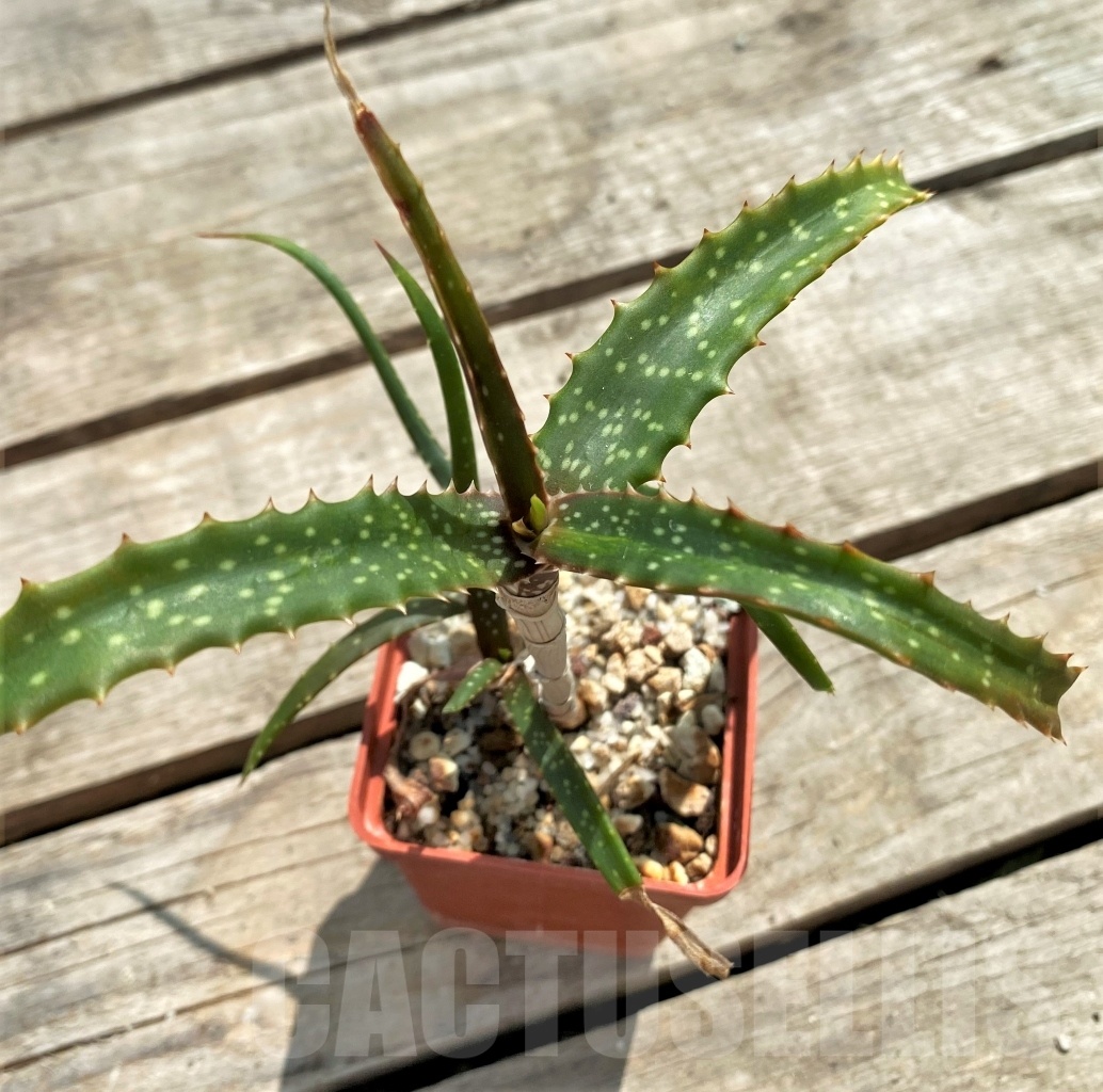 SHPR12247 Aloe catengiana