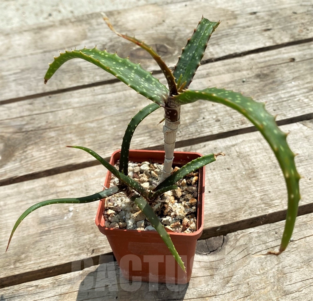 SHPR12247 Aloe catengiana - Image 2