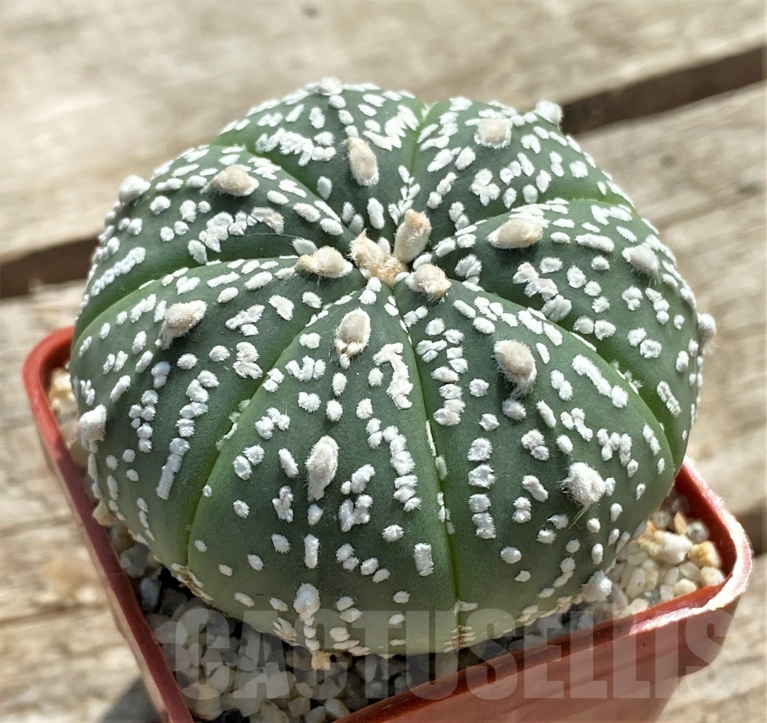 SHPR12251 Astrophytum asterias cv. SK hybrid - Image 2